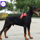 Arnês Ajustável com Coleira Reflexiva para Cães
