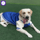 Jaqueta de inverno para cães pequenos e grandes – mantém seu pet aquecido em climas frios