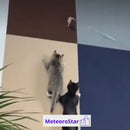 Tapete autoadesivo aparável para gatos – zona dedicada para arranhar sem danificar móveis