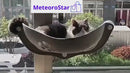 Rede de gato com ventosas reforçadas – relaxamento ao sol sem risco de quedas